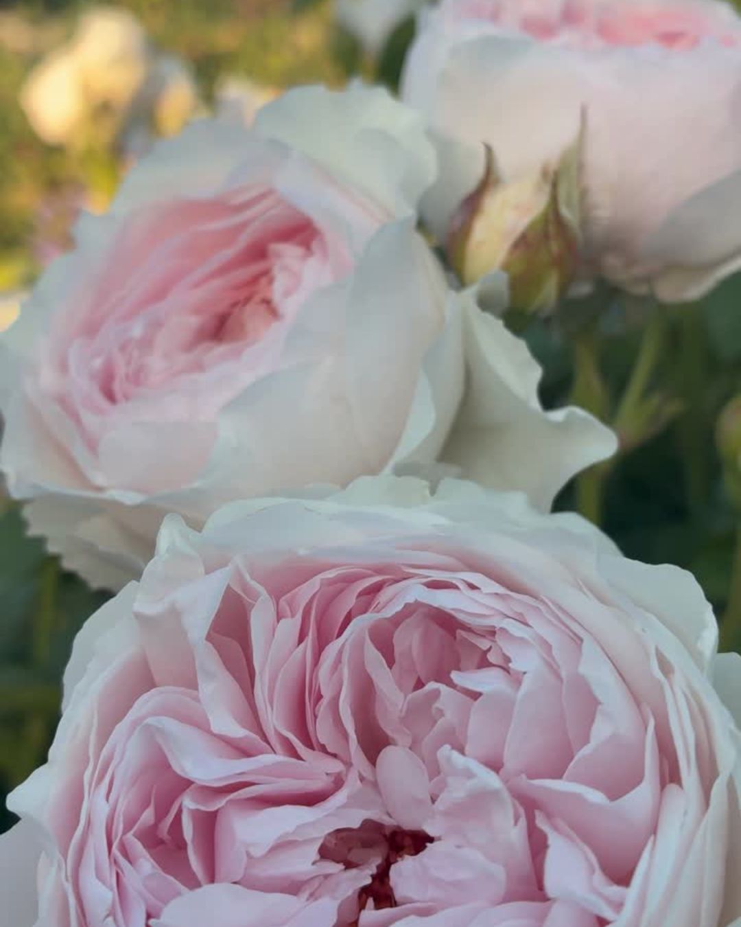 Earth Angel Parfuma® Rose