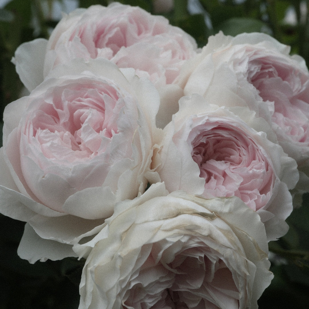 Earth Angel Parfuma® Rose