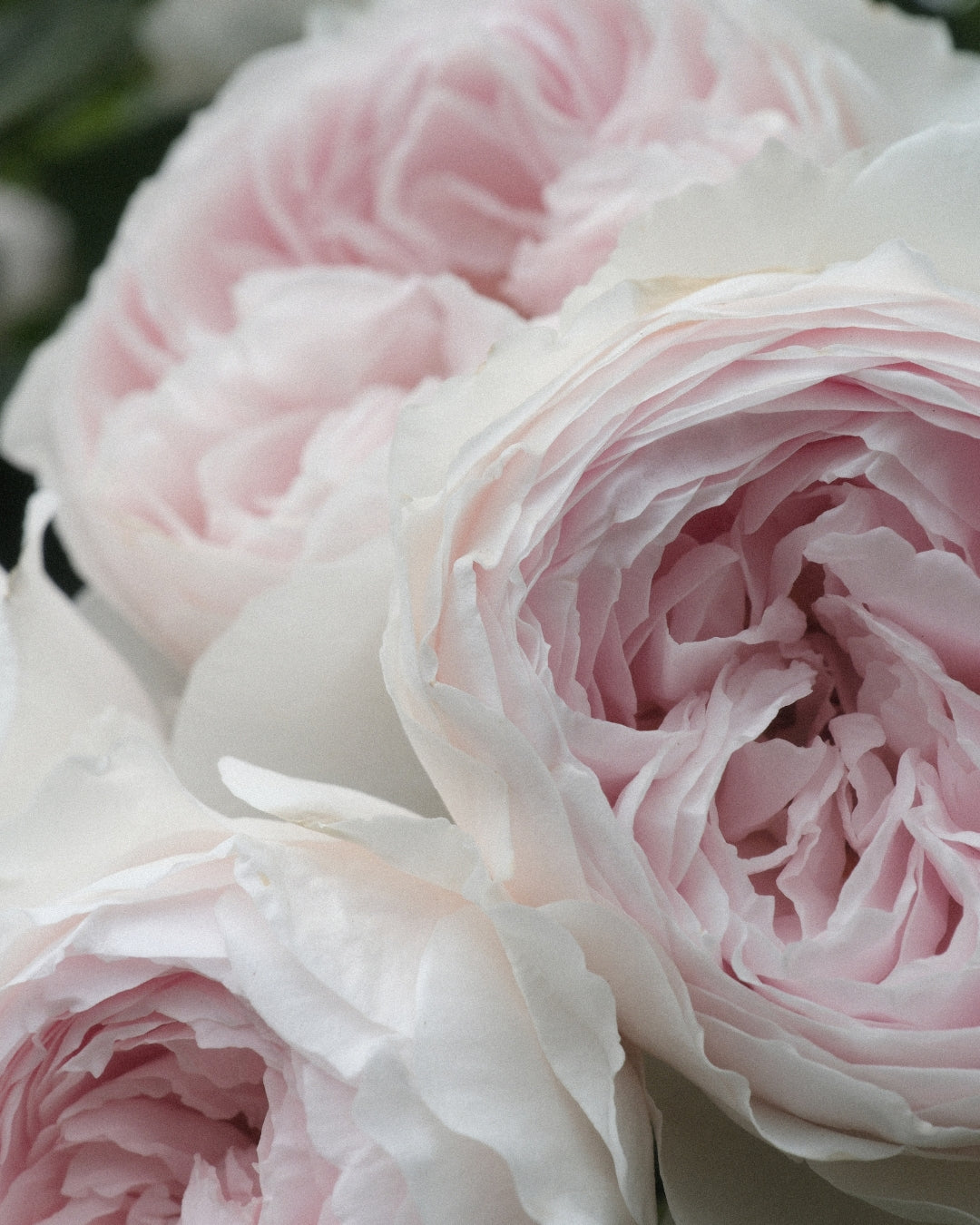 Earth Angel Parfuma® Rose