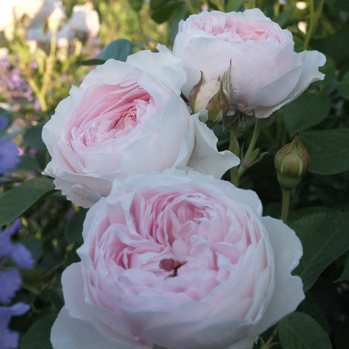 Earth Angel Parfuma® Rose