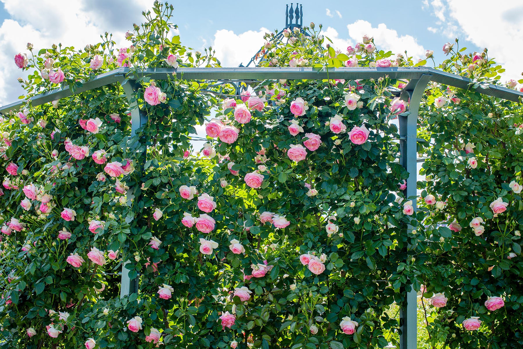 Eden Climber® Rose