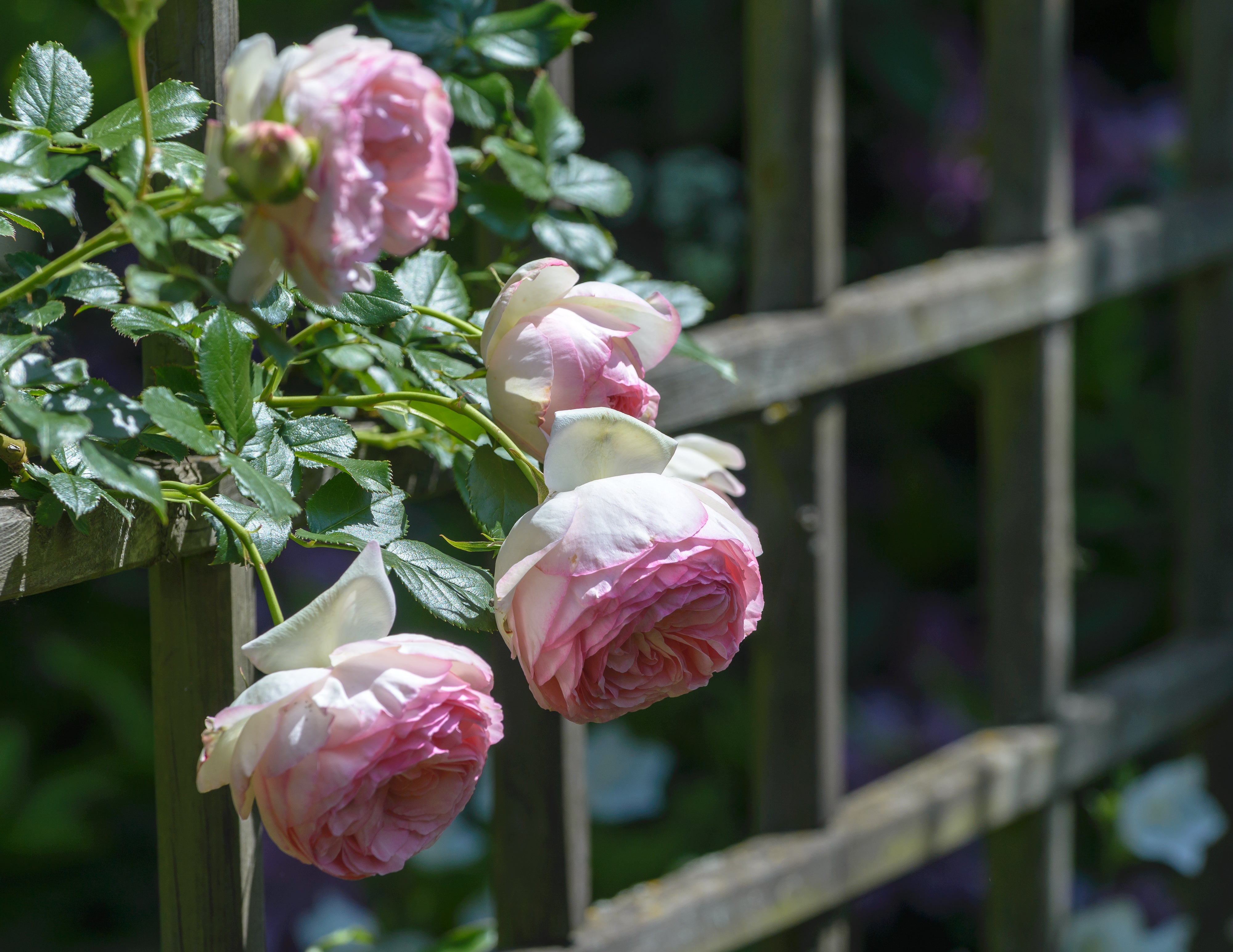 Eden Climber® Rose