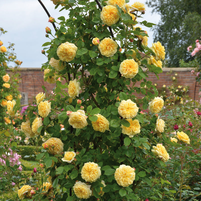 Teasing Georgia® Rose