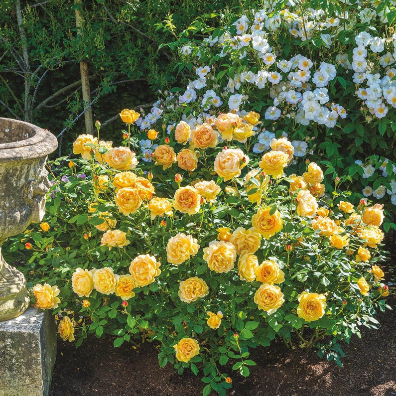 Golden Celebration Rose (Bare Root)