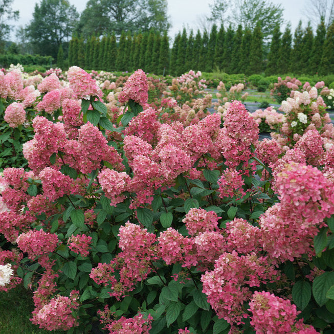 Fire Light® Panicle Hydrangea