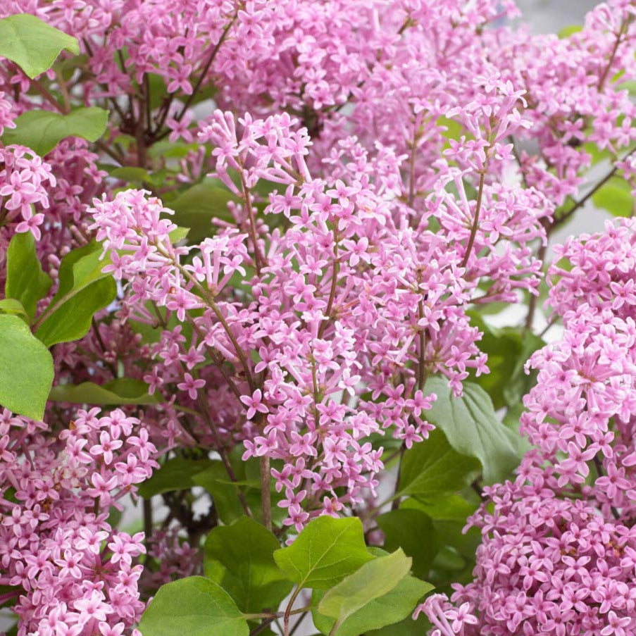 Flowerfesta® Pink Reblooming Lilac - The Greenhouse