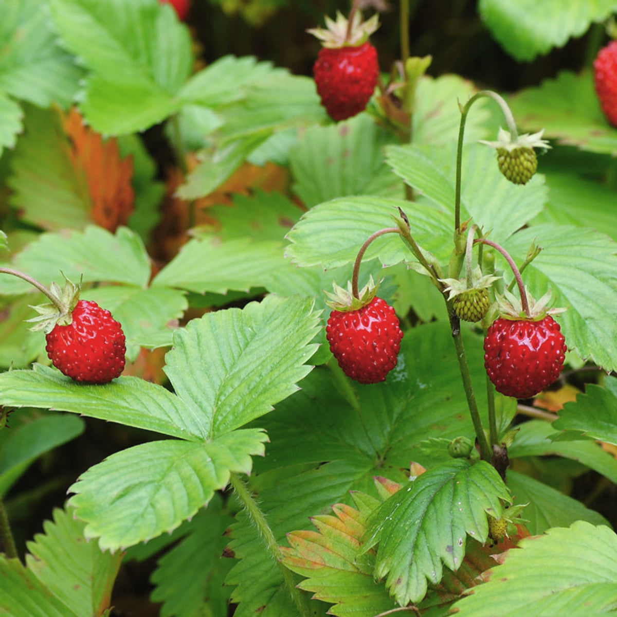 Fraises Des Boise Strawberry