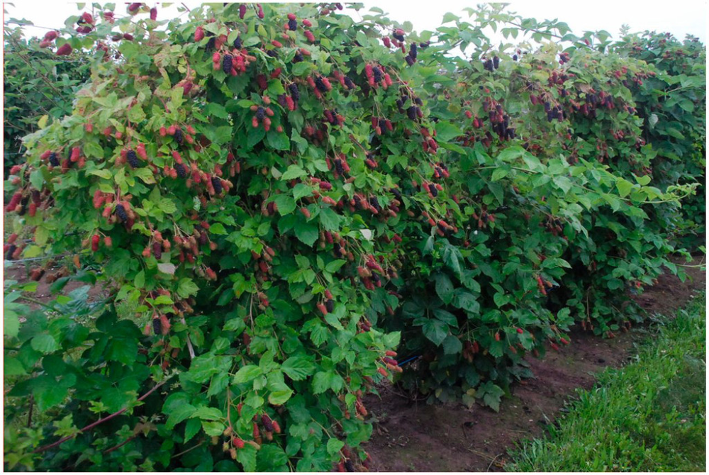 Columbia Giant Blackberry
