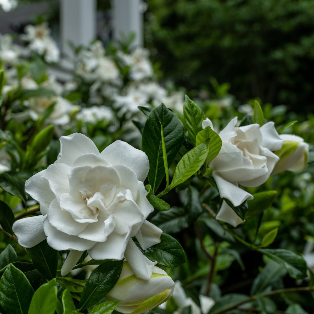 Gardenia Summer Snow®