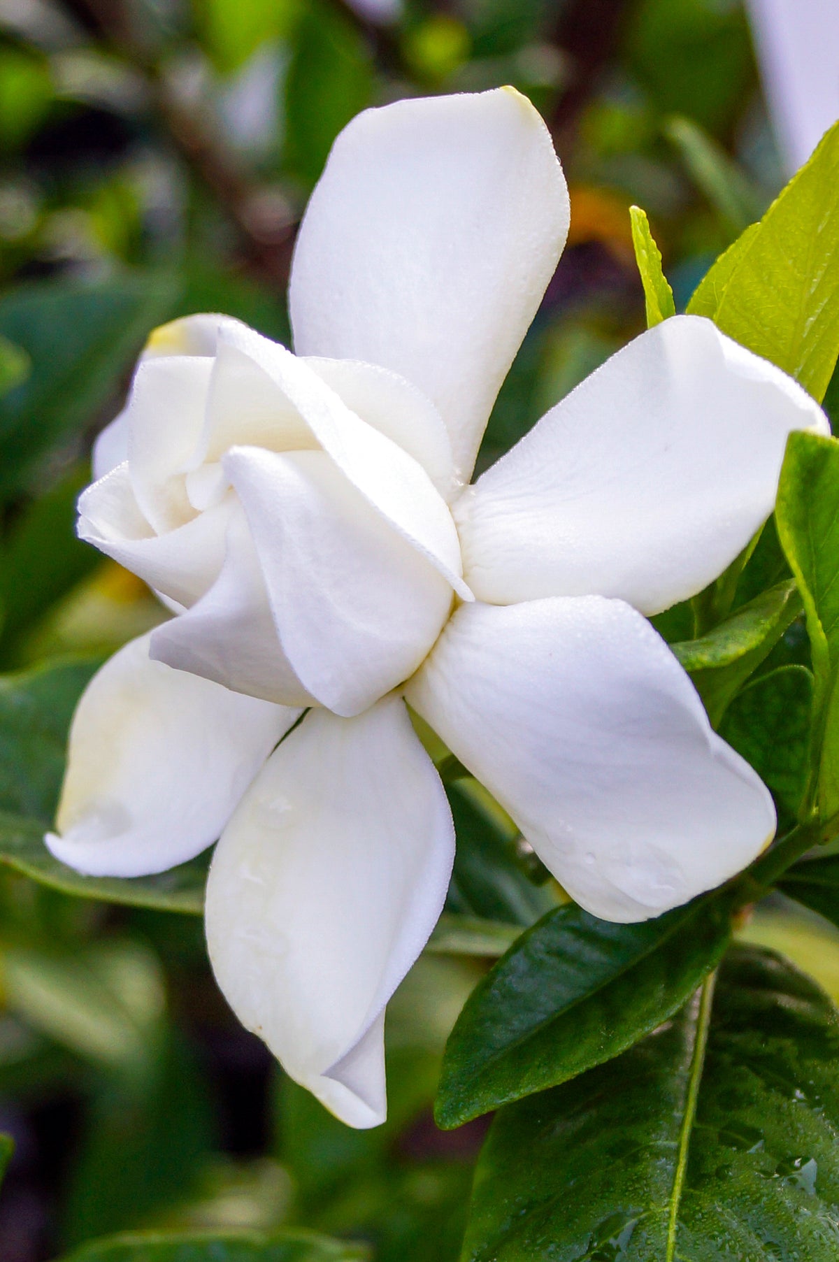 Gardenia Summer Snow®