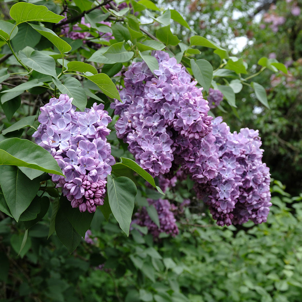 Glory Lilac