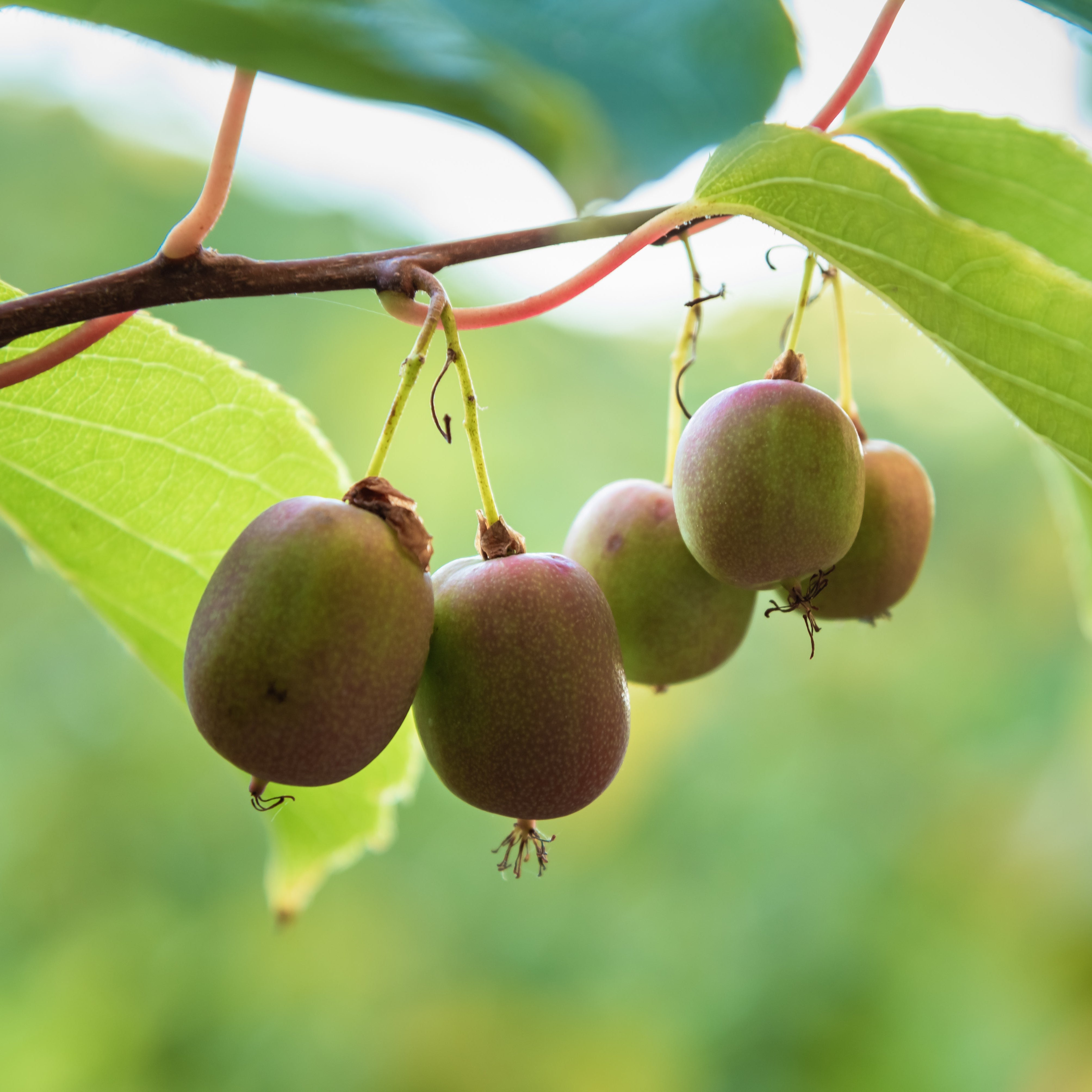 Anna Hardy Kiwi