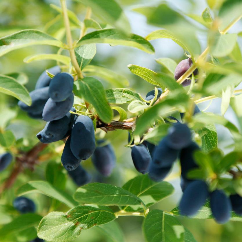 Tundra Honeyberry (Haskap)
