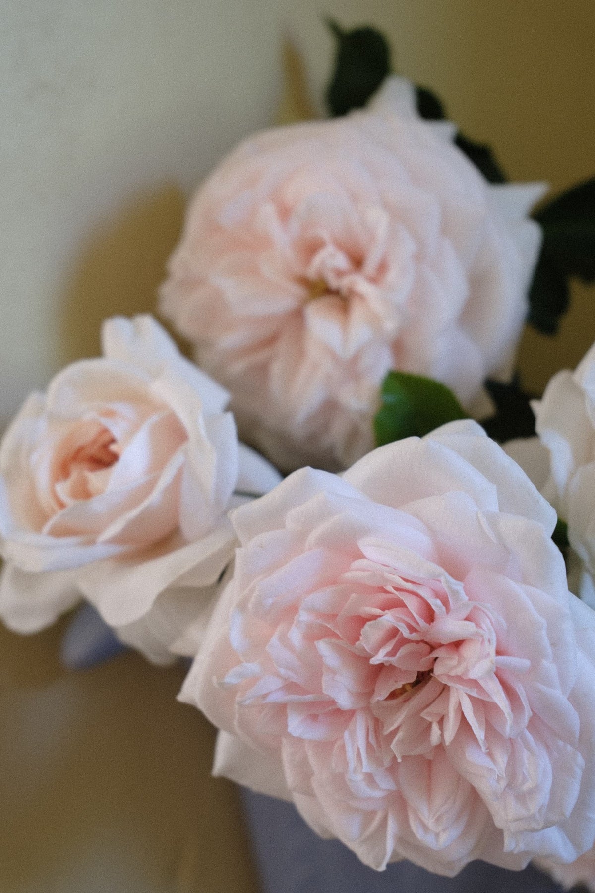 Arborose® Honeymoon™ Climbing Rose
