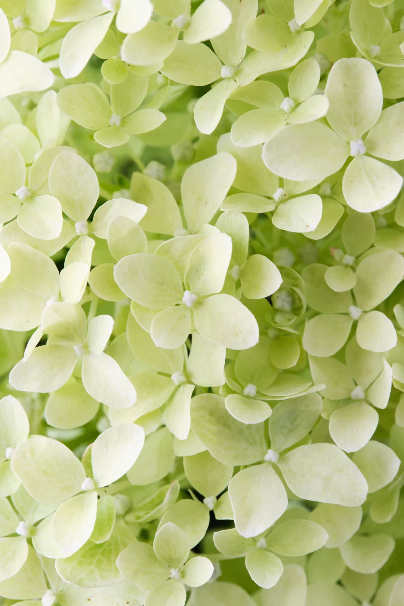 Hydrangea Magical® Lime Sparkle