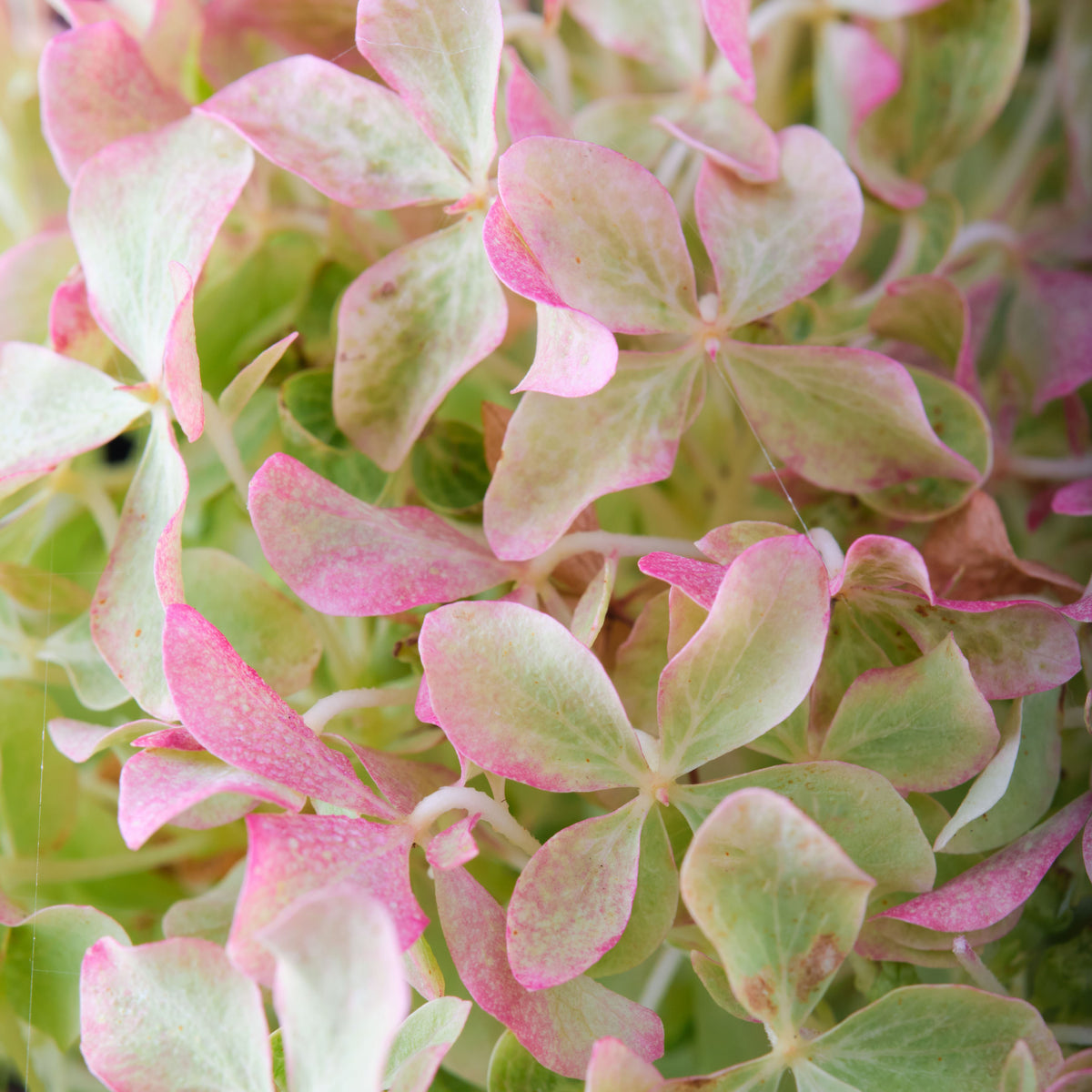 Hydrangea Magical® Lime Sparkle