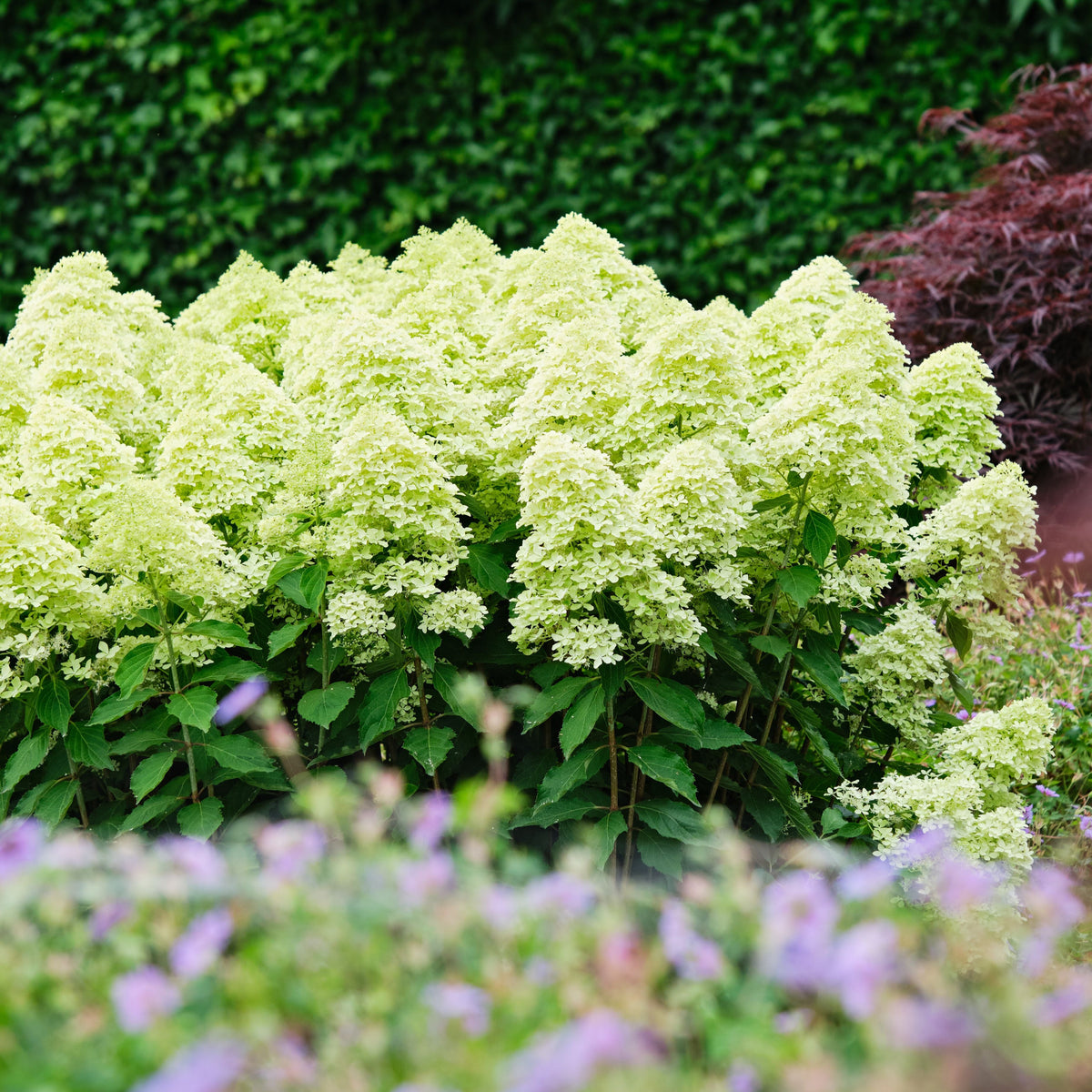 Hydrangea Magical® Lime Sparkle
