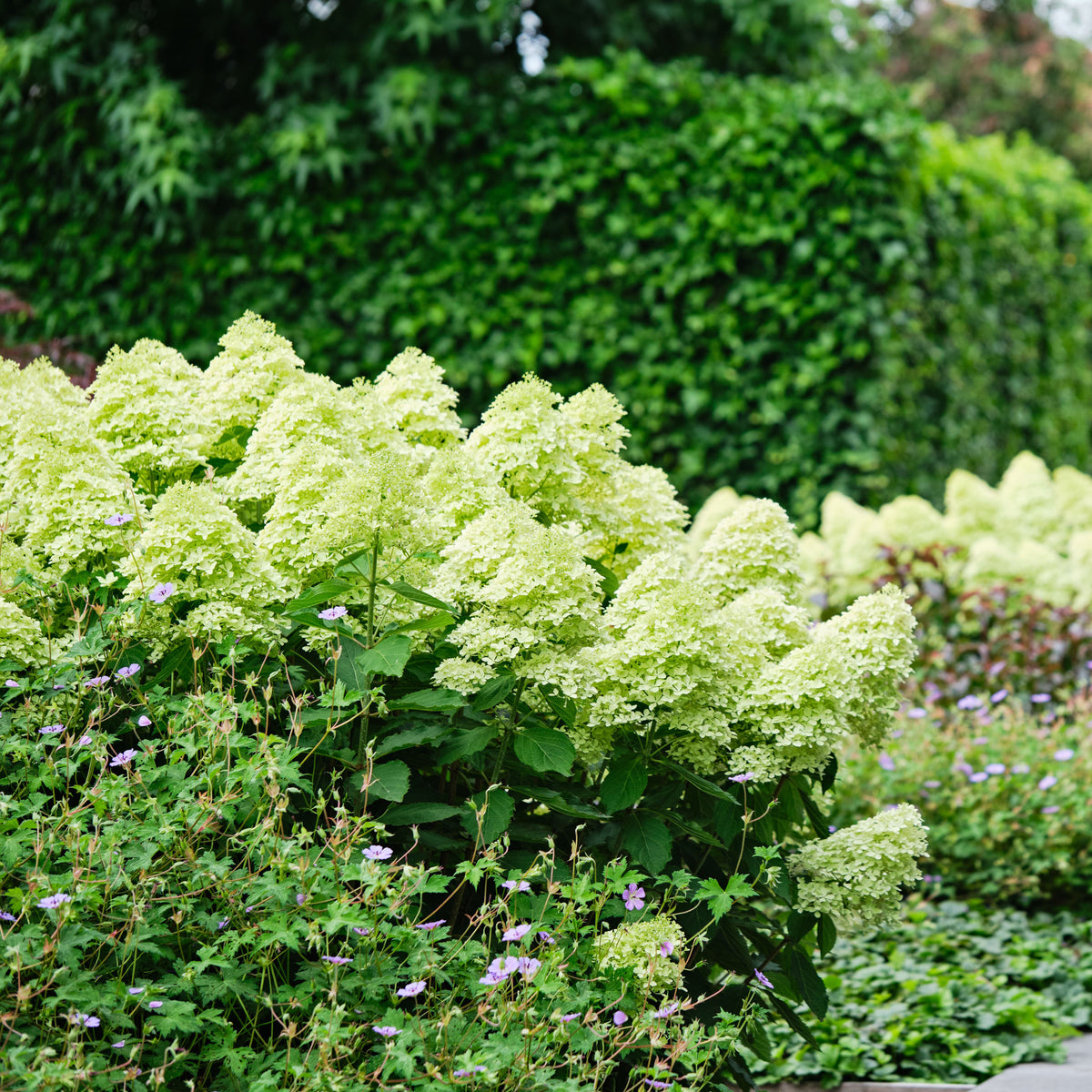 Hydrangea Magical® Lime Sparkle