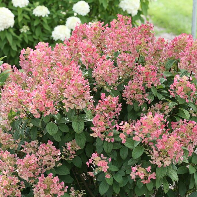 Little Quick Fire® Panicle Hydrangea