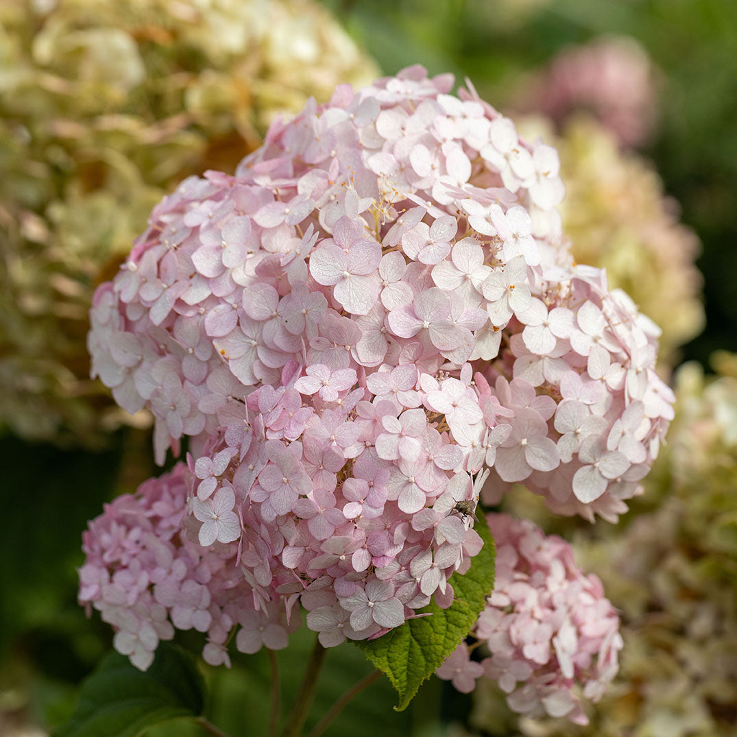 Candybelle® Bubblegum Hydrangea