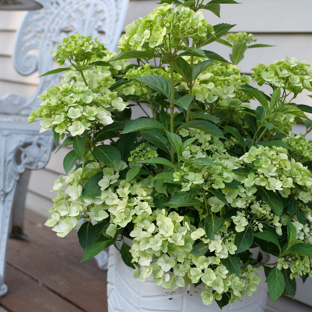Fairytrail Bride® Cascade Hydrangea