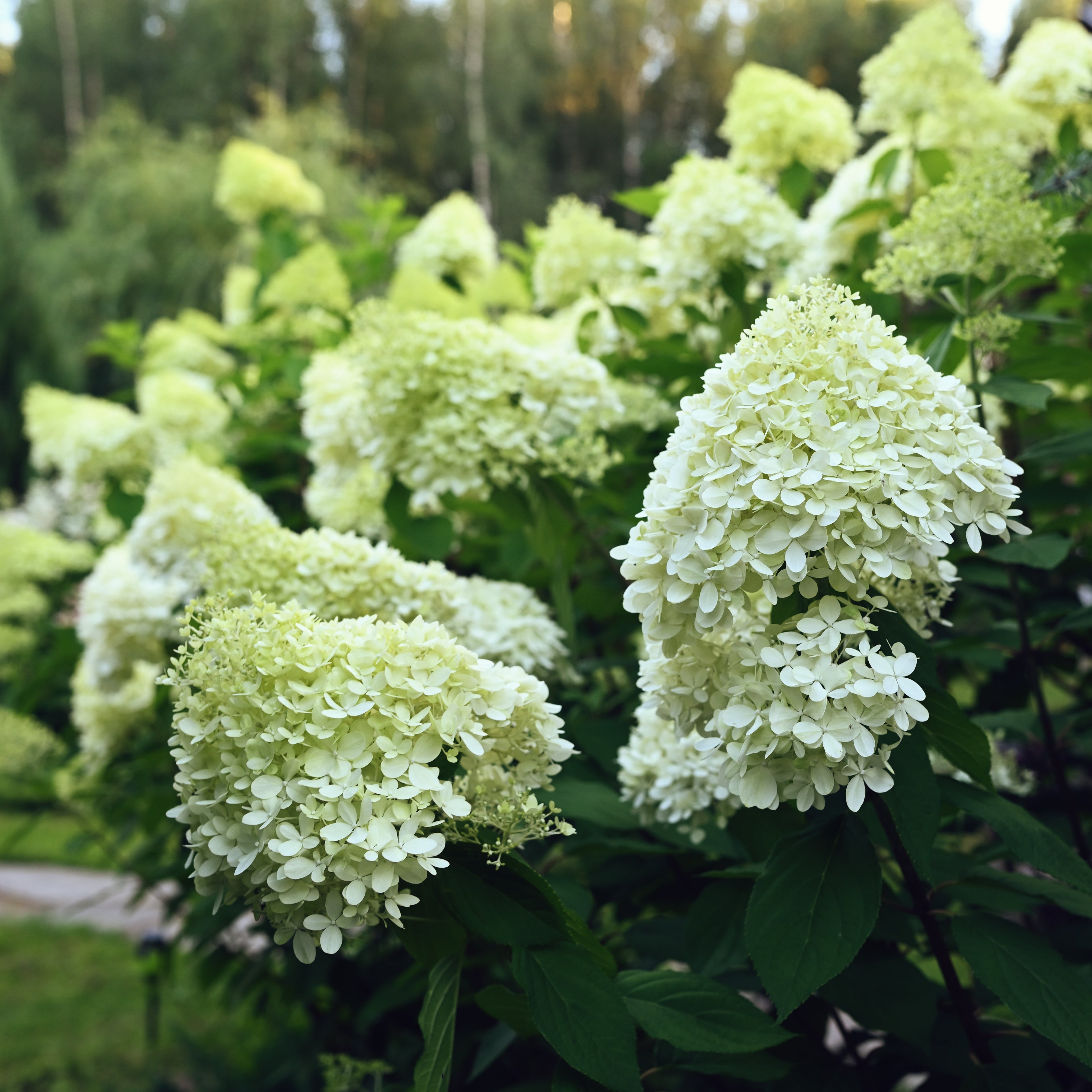 'Limelight' Panicle Hydrangea