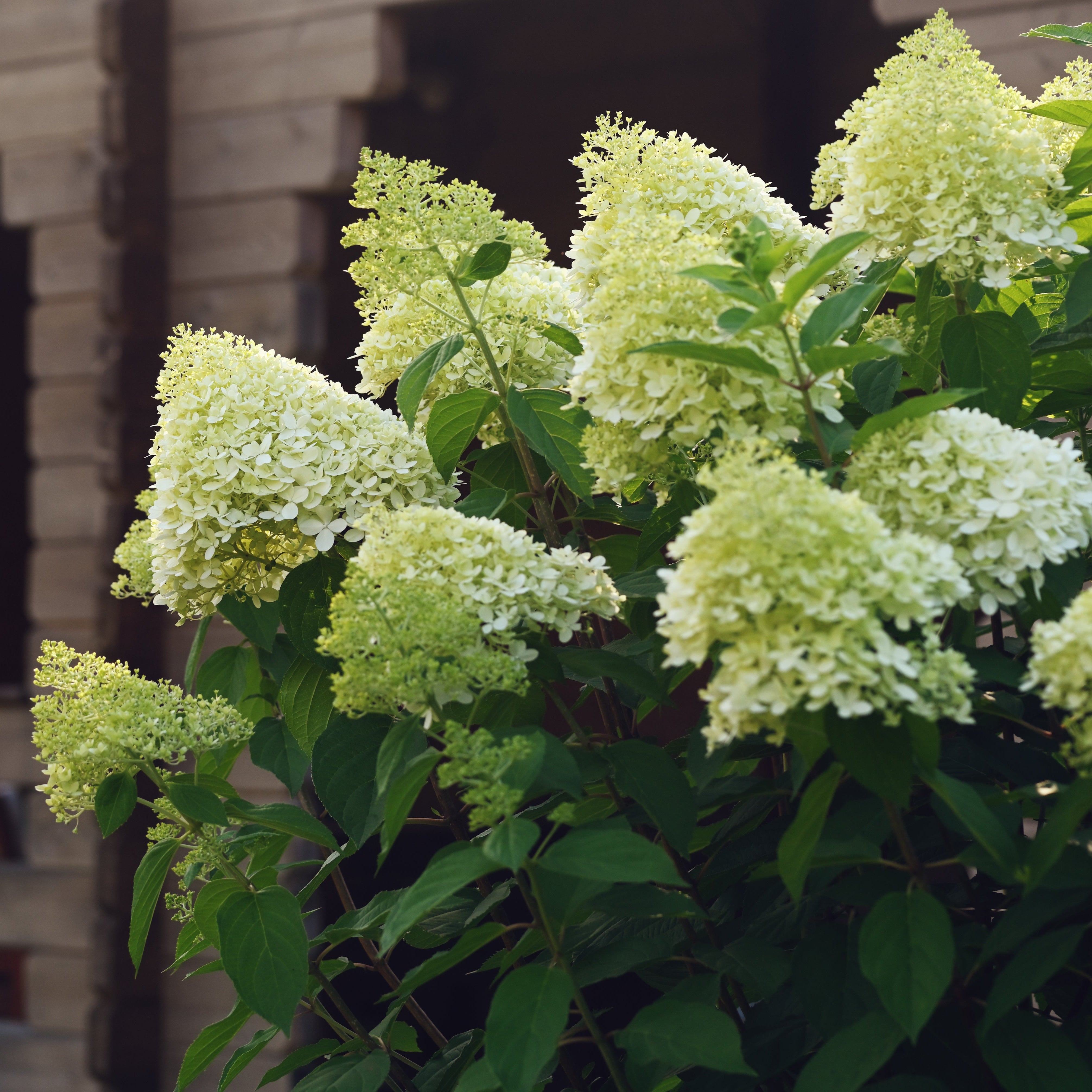 'Limelight' Panicle Hydrangea