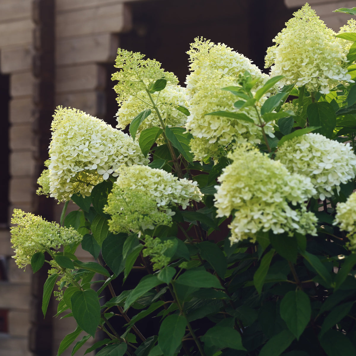 &#39;Limelight&#39; Panicle Hydrangea