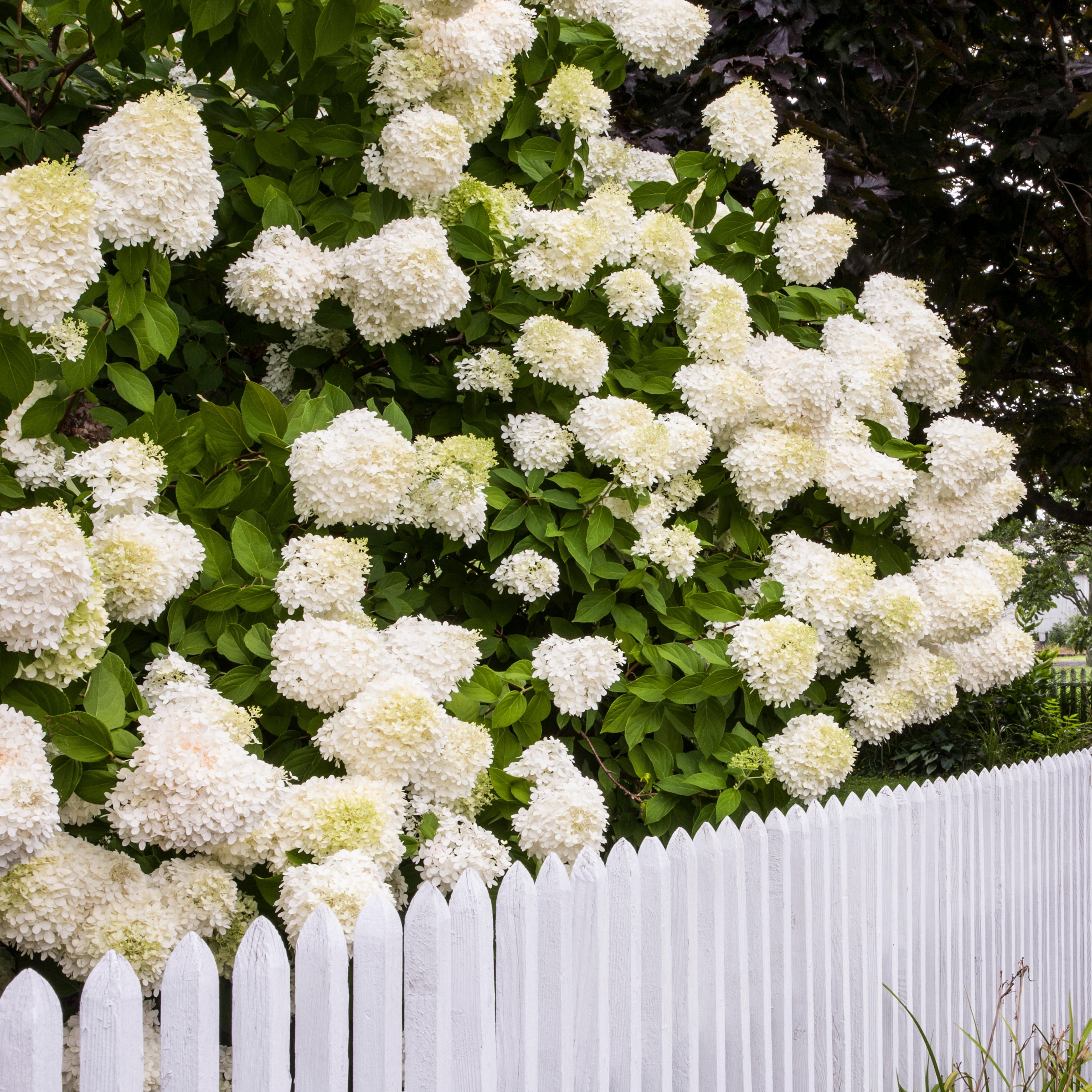 'Limelight' Panicle Hydrangea