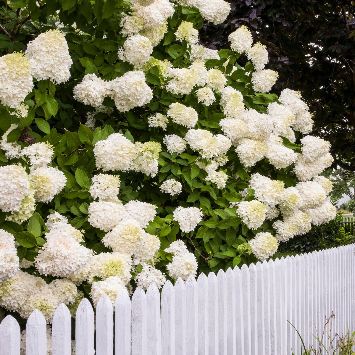 &#39;Limelight&#39; Panicle Hydrangea