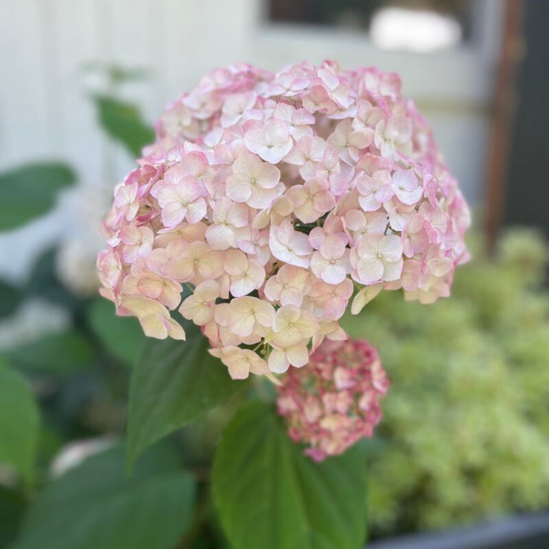 Hydrangea Candybelle® Marshmallow - The Greenhouse