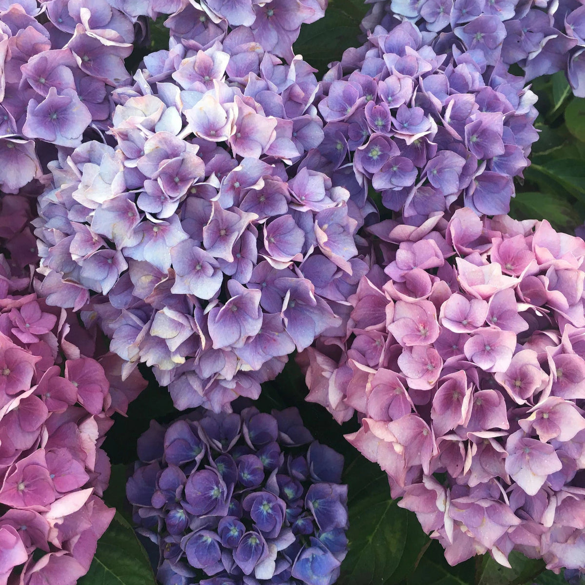 Hydrangea Onyx™ Peacock