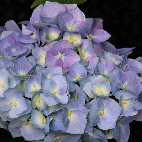Hydrangea Onyx™ Peacock - The Greenhouse