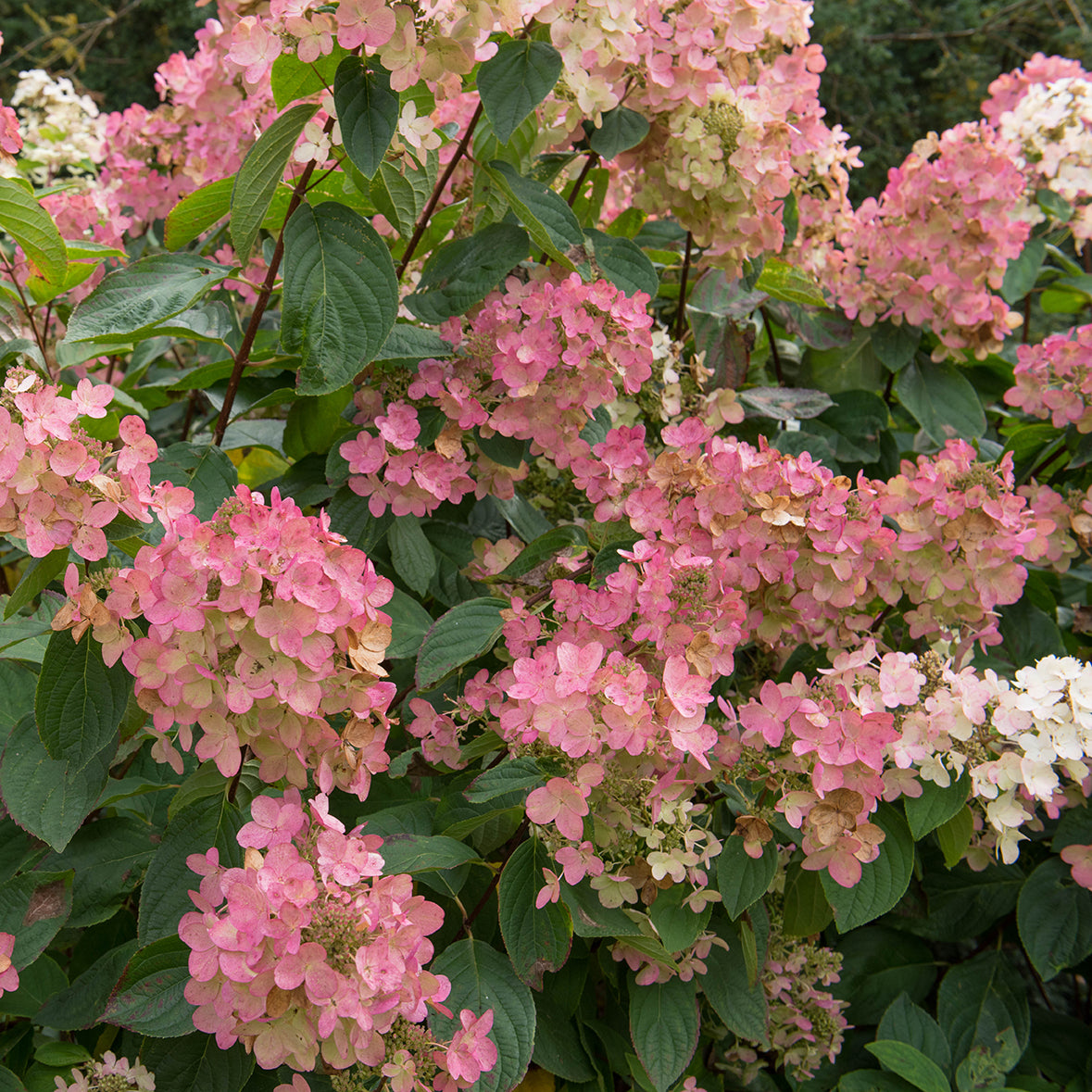 Pink Diamond Hydrangea