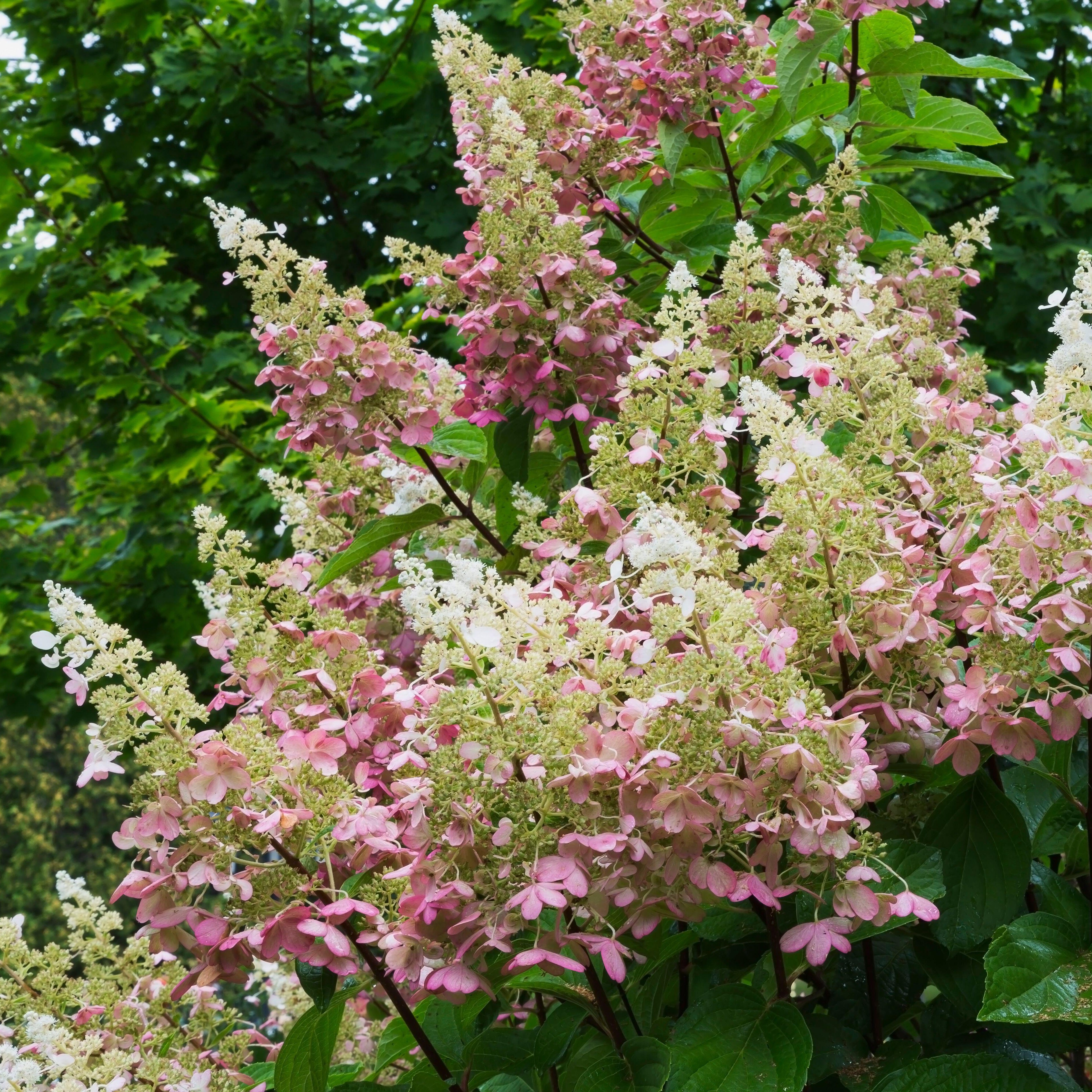 Pink Diamond Hydrangea