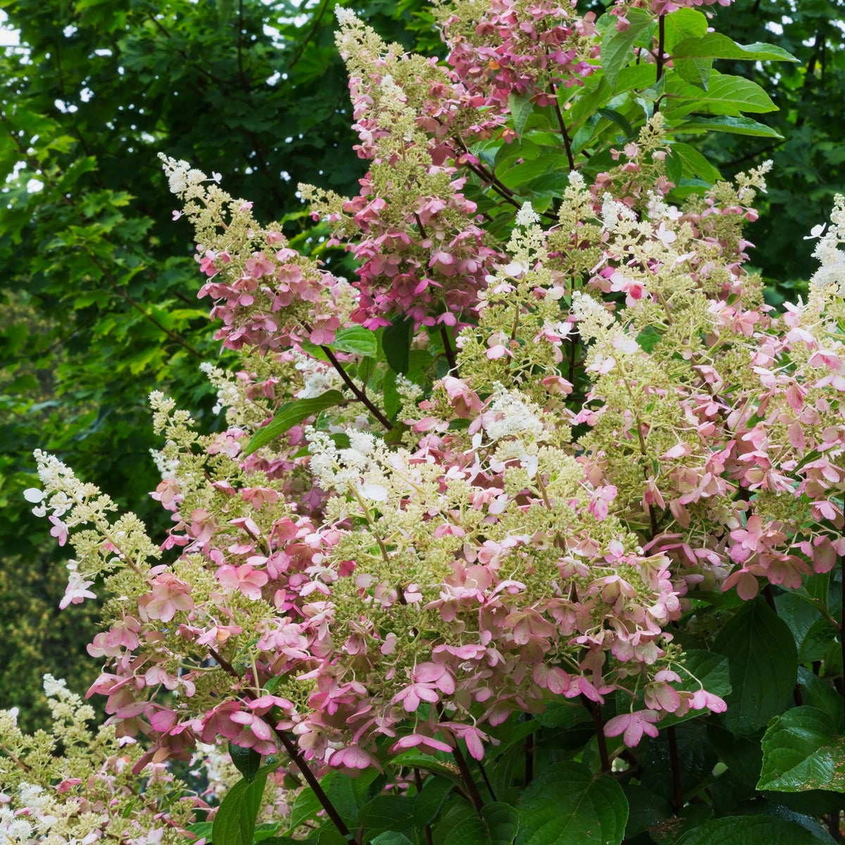 Pink Diamond Hydrangea