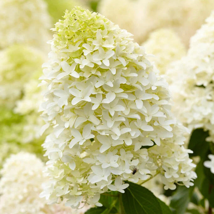 Skyfall Hydrangea