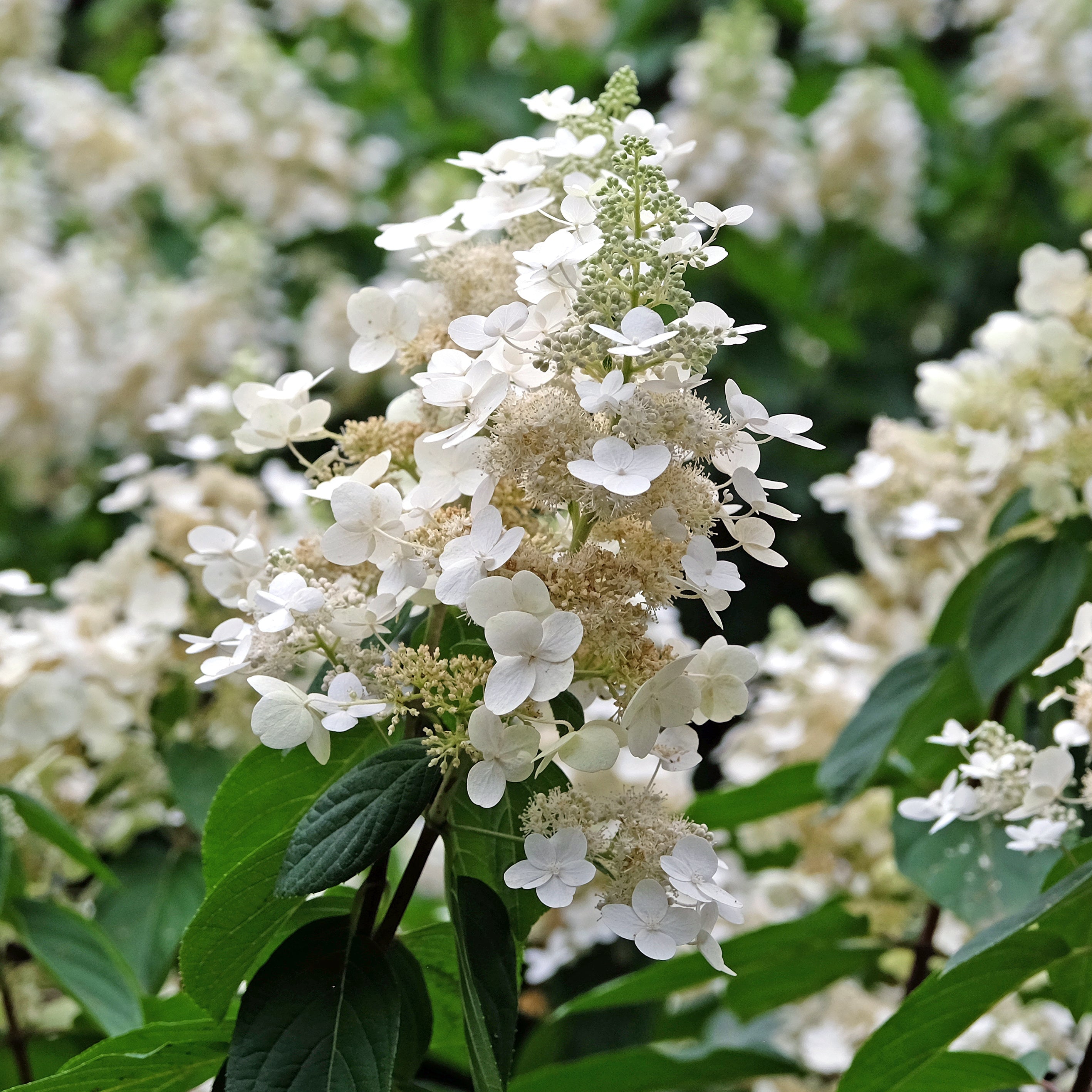 Confetti™ Panicle Hydrangea