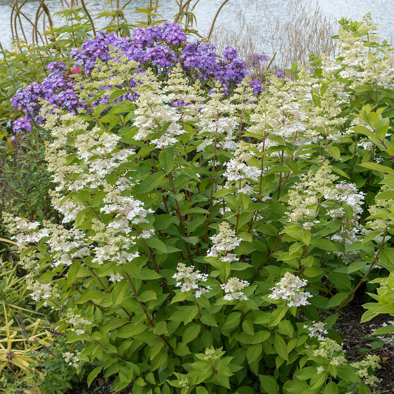 Confetti™ Panicle Hydrangea