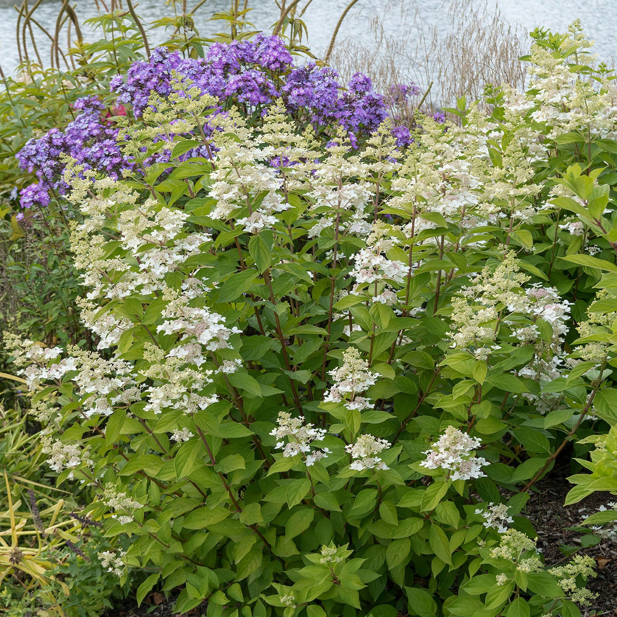 Confetti™ Panicle Hydrangea