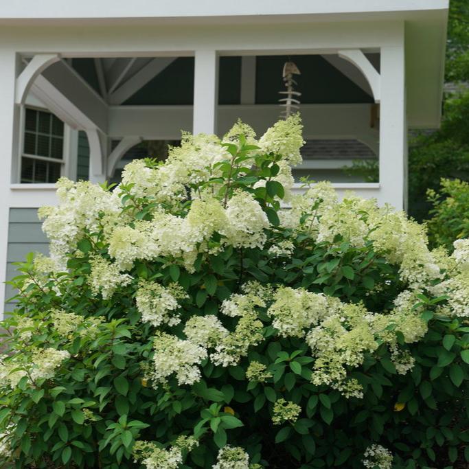 Bobo® Panicle Hydrangea
