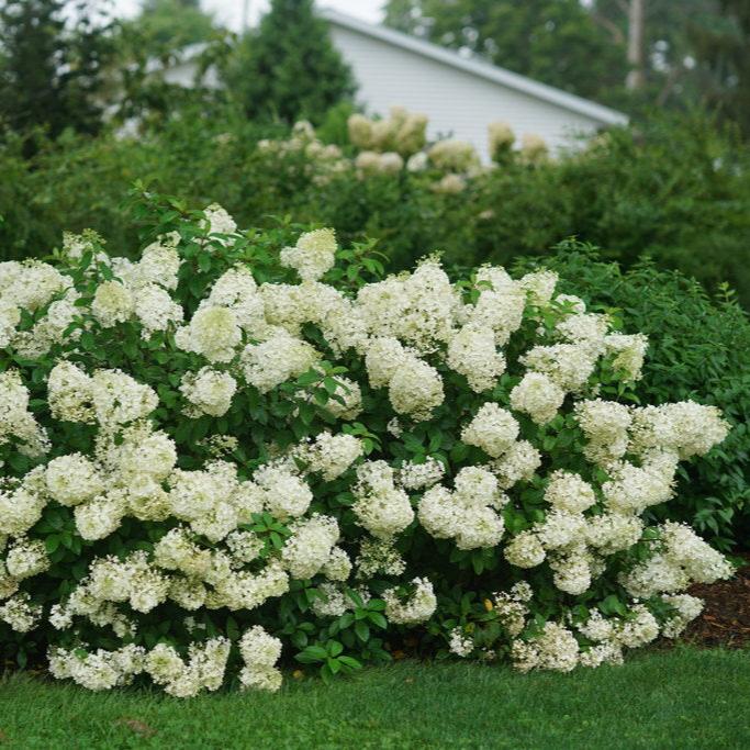 Bobo® Panicle Hydrangea