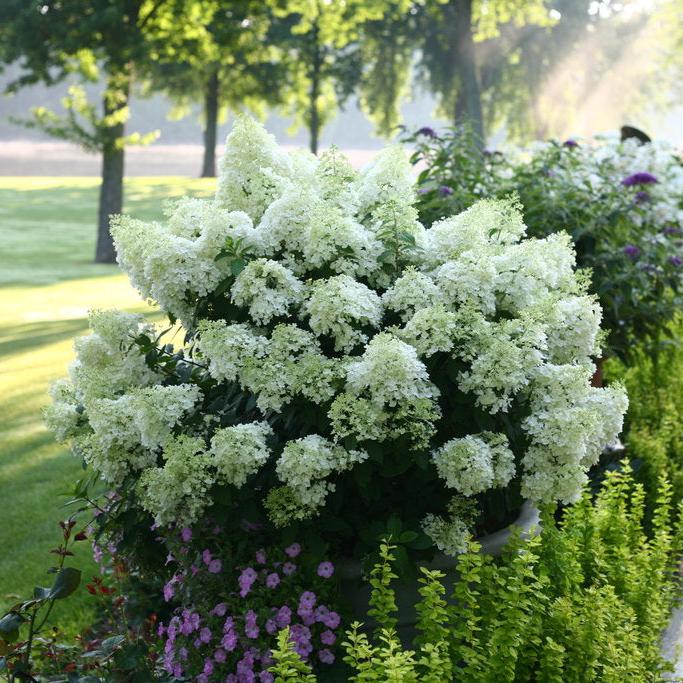 Bobo® Panicle Hydrangea