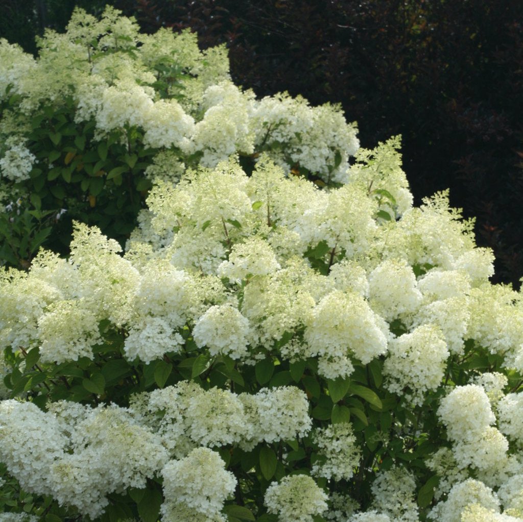 Bobo® Panicle Hydrangea