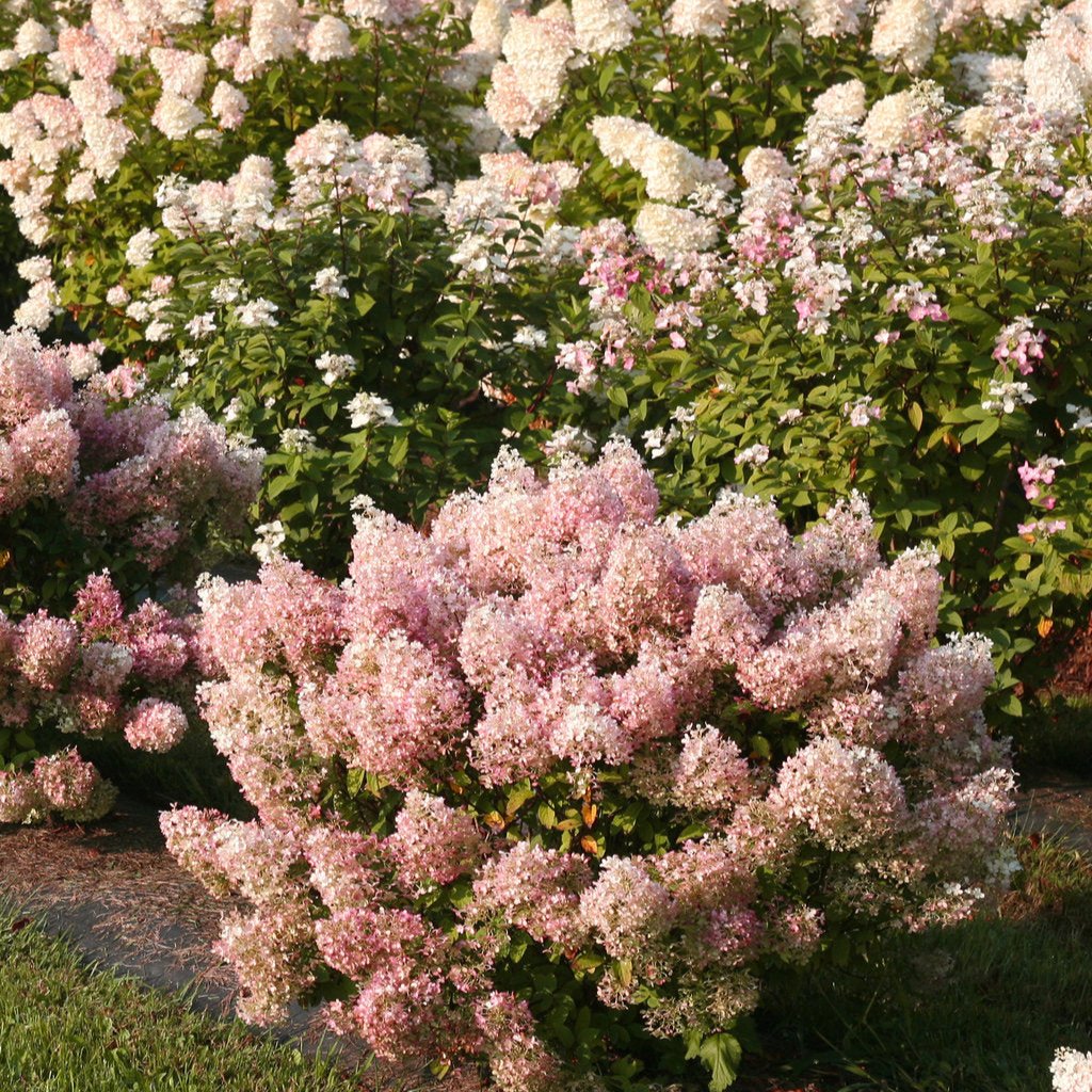 Bobo® Panicle Hydrangea