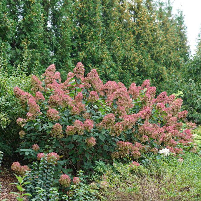 Fire Light® Panicle Hydrangea