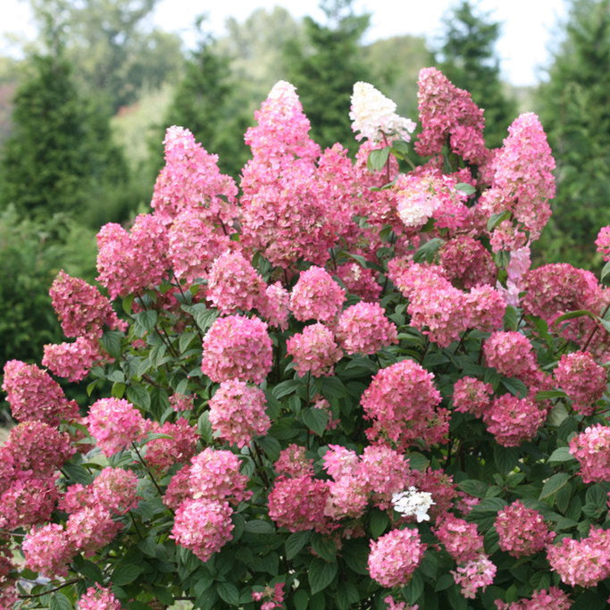 Fire Light® Panicle Hydrangea