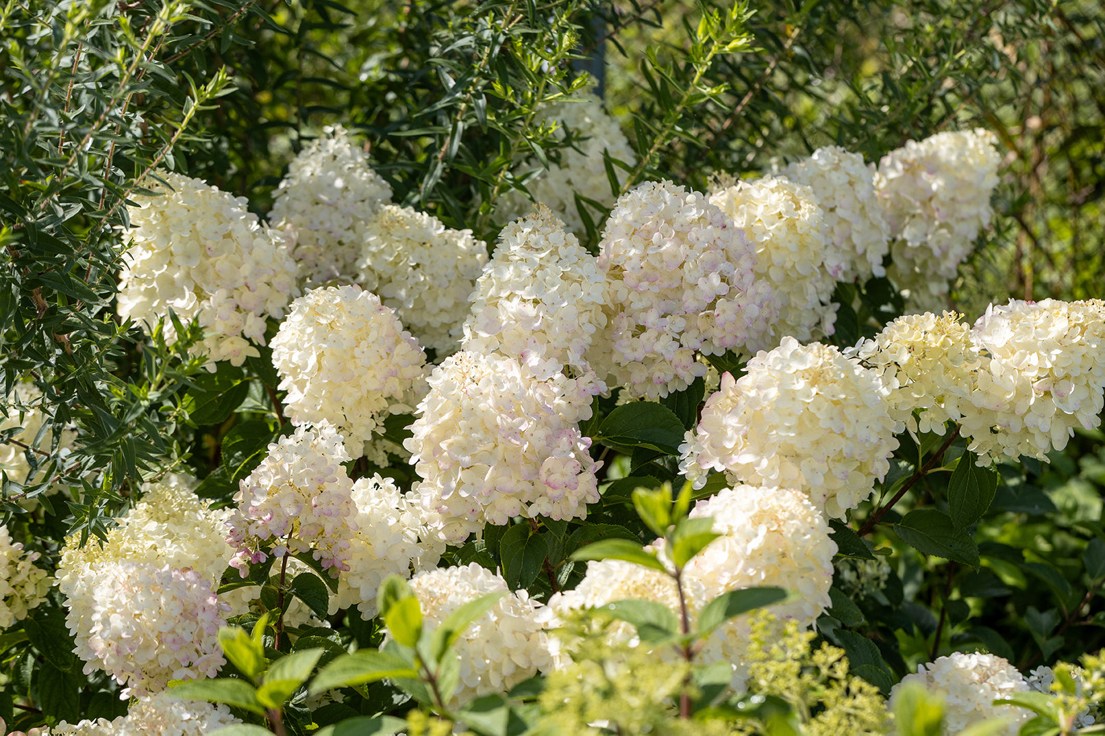 Silver Dollar Hydrangea