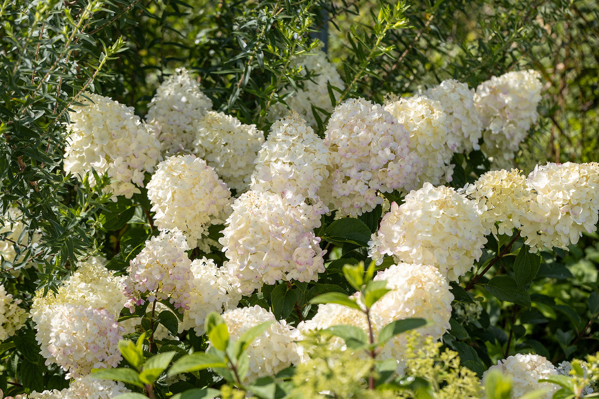 Silver Dollar Hydrangea