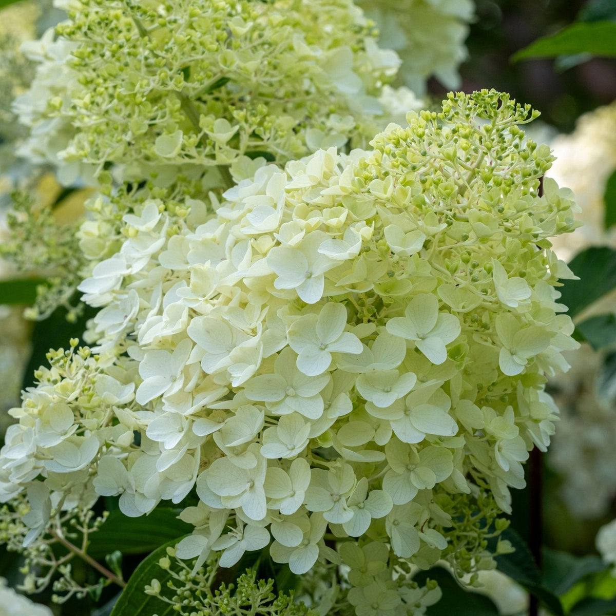 Silver Dollar Hydrangea